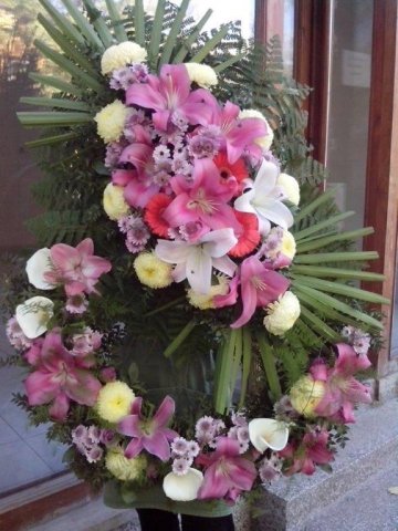 primula 7